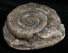 Pyritized Dactylioceras Ammonite - UK #11861-1